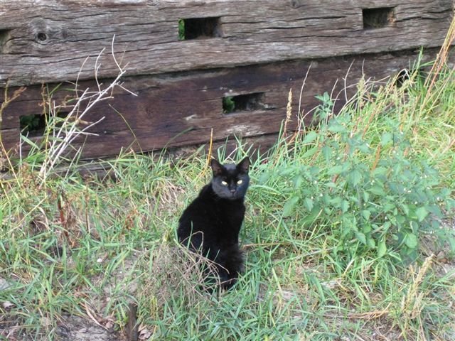 Katten