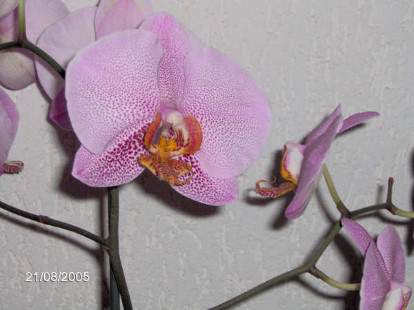 Orchidee